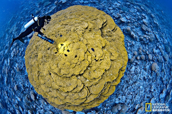 金曼礁國(guó)家紀(jì)念區(qū)，太平洋攝影：Brian Skerry，國(guó)家地理創(chuàng)意版