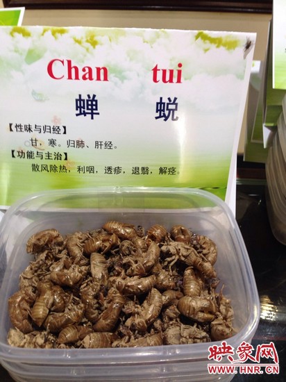 你可能沒想到，這個知了幼蟲退下的皮還是一味藥，對嗎？