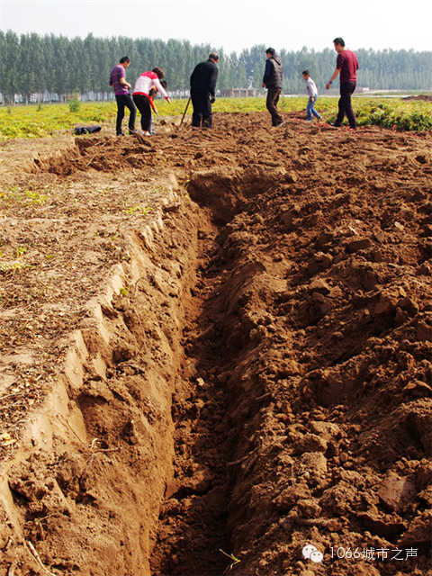 都說山藥埋得深，您還是眼見為實(shí)吧