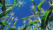 玉米割苗能增產(chǎn)20%～30%？不靠譜！