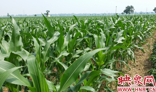 種植其他品種的玉米苗枝粗葉大，郁郁蔥蔥