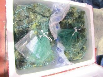  大陸進口大閘蟹被檢出禁用的動物用藥，已全數銷毀。 圖片來源：臺灣《聯合報》