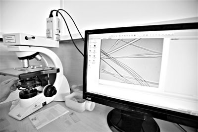 顯微鏡下，蠶絲呈現(xiàn)出表面有光澤，形狀不規(guī)則，粗細(xì)不均。