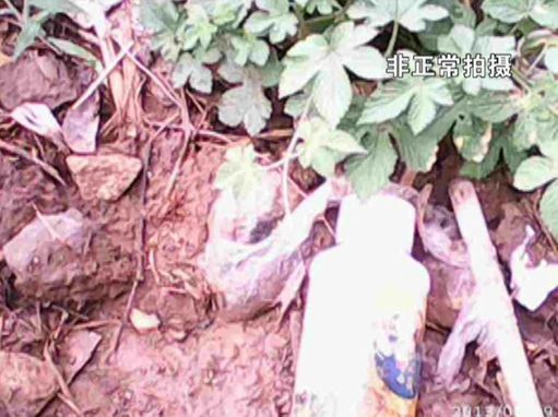 大棚蔬菜園區(qū)里到處丟棄著農(nóng)藥廢物。