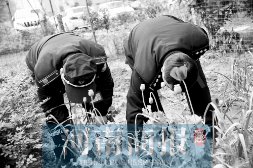 民警和巡防隊員一道把這些罌粟連根拔除 民警和巡防隊員一道把這些罌粟連根拔除