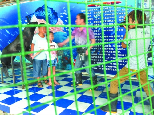 海獅就這樣被飼養(yǎng)員和攝影師擺弄，稍不聽話就會遭到毒打。