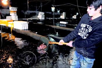 海腸一躍成為海鮮“貴族”價(jià)格比海參還要貴 海腸一躍成為海鮮“貴族”價(jià)格比海參還要貴