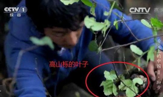 專家揭《舌尖2》爬樹造假 總導演暫不回應(yīng)