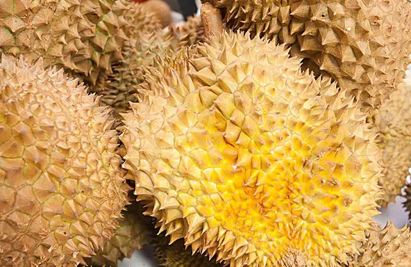 榴蓮控看過(guò)來(lái):關(guān)于榴蓮不可不知的幾件事 榴蓮控看過(guò)來(lái):關(guān)于榴蓮不可不知的幾件事