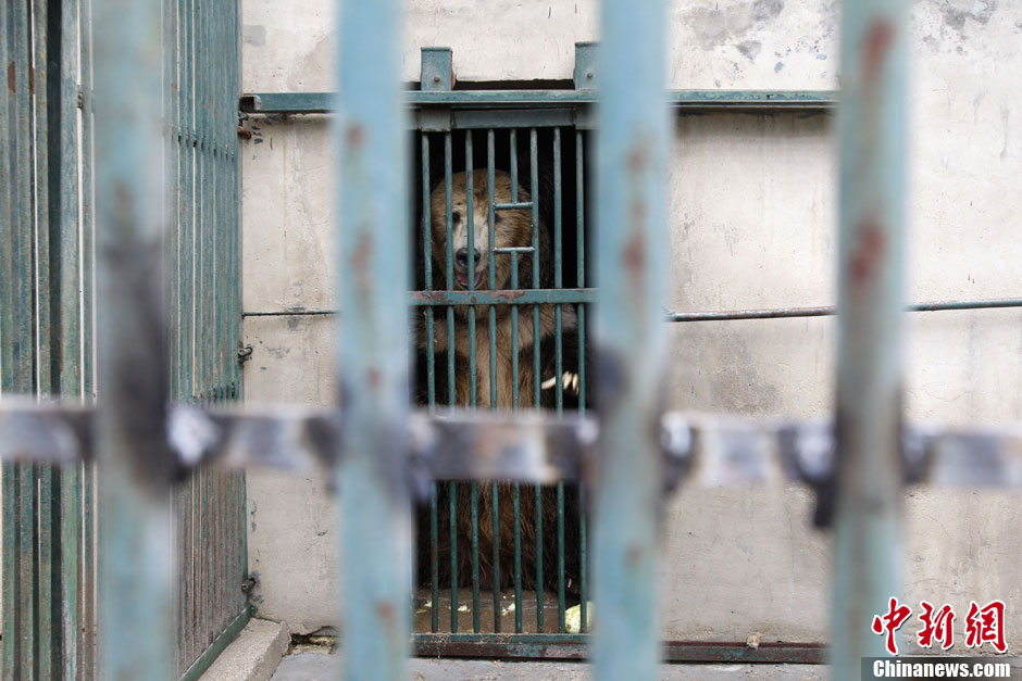 6月19日，河南鄭州，新密市動(dòng)物園咬死飼養(yǎng)員的肇事棕熊被暫押在鄭州動(dòng)物園內(nèi)，該熊“臥室”周圍被三重鋼