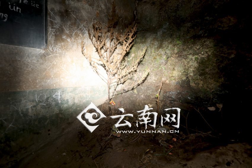 　教室里沒有燈，光線太暗，村民便種下了野蘇麻，希望教室有綠色，讓孩子們看到“希望”。 徐弘毅 攝