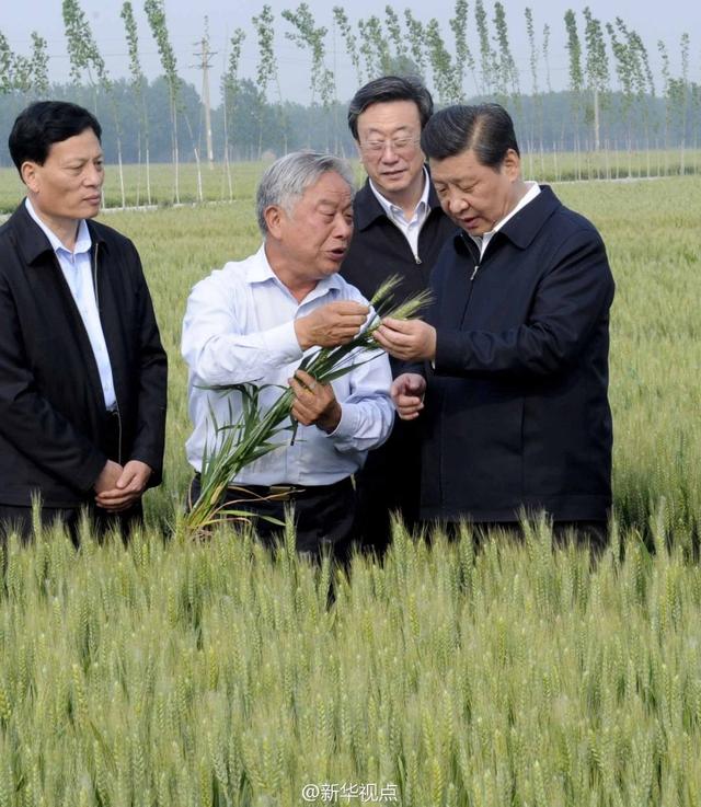 習近平走進糧田,看麥穗灌漿,問農(nóng)田建設(shè)。