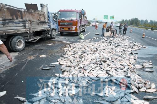 貨車翻,魚滿地。
