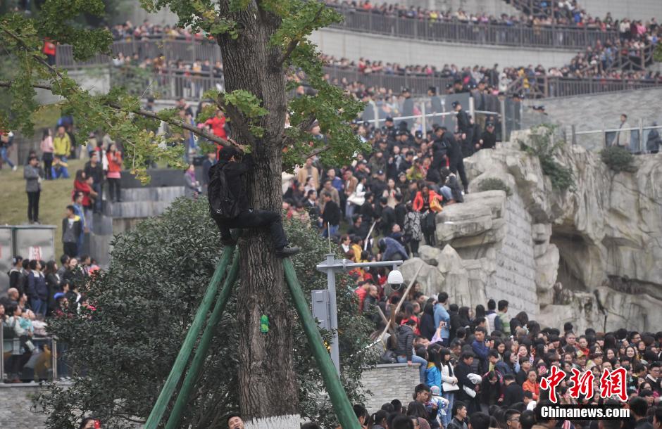 重慶一市民為占據(jù)有利位置，爬上銀杏樹觀看自己喜歡的明星。