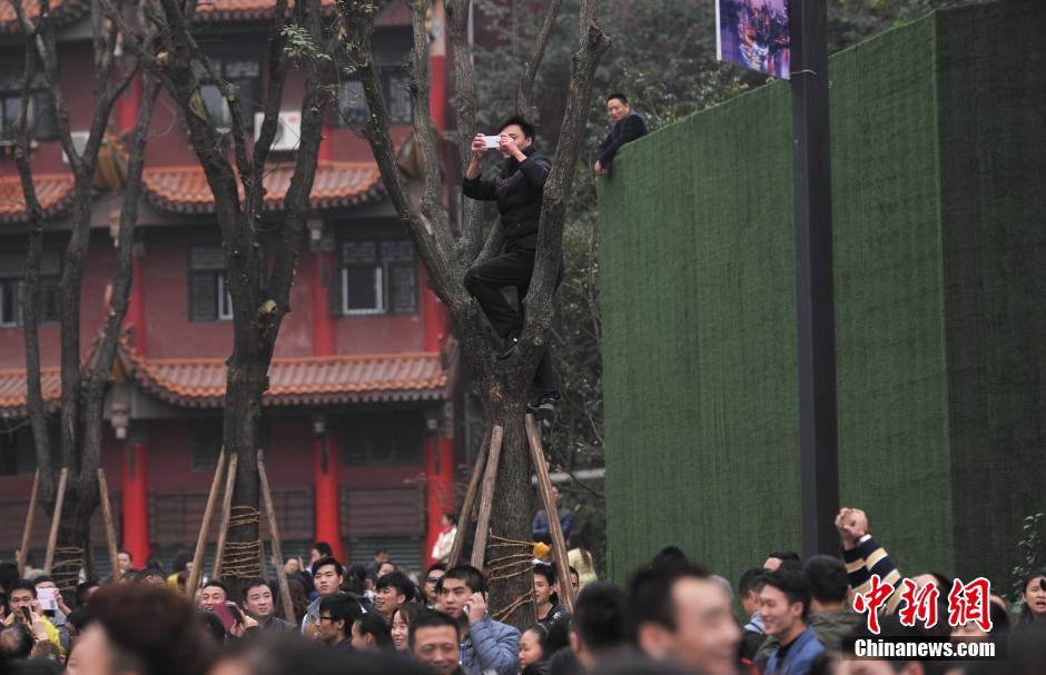 重慶一市民為占據(jù)有利位置，爬上銀杏樹觀看自己喜歡的明星。