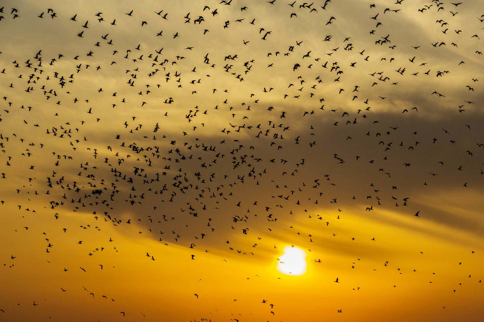 江蘇省連云港市贛榆區(qū)上空出現(xiàn)火燒云景觀，成群海鳥迎著霞光在天空中翩躚起舞，場面蔚為壯觀。
