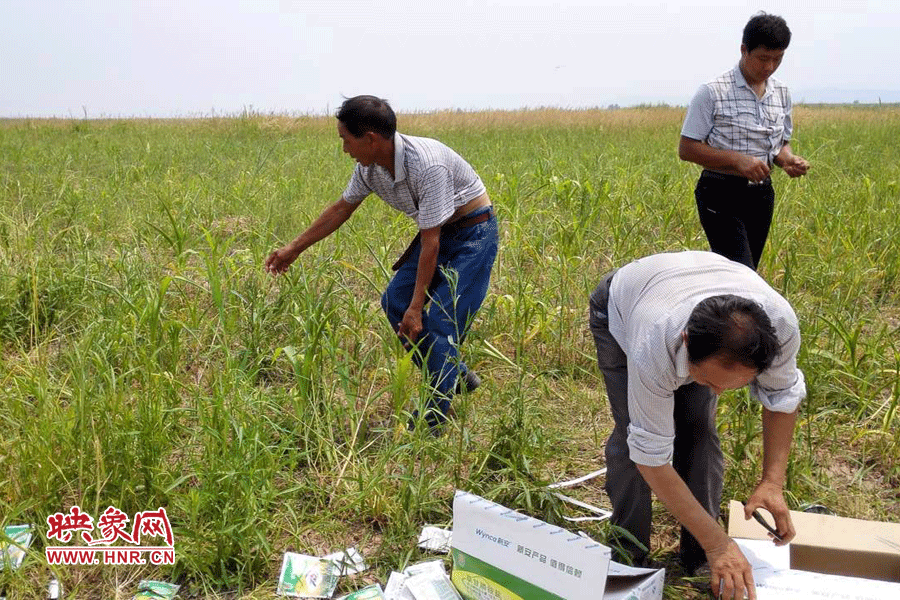 村民在撿拾散落的農(nóng)藥袋，身后是被毀的玉米。