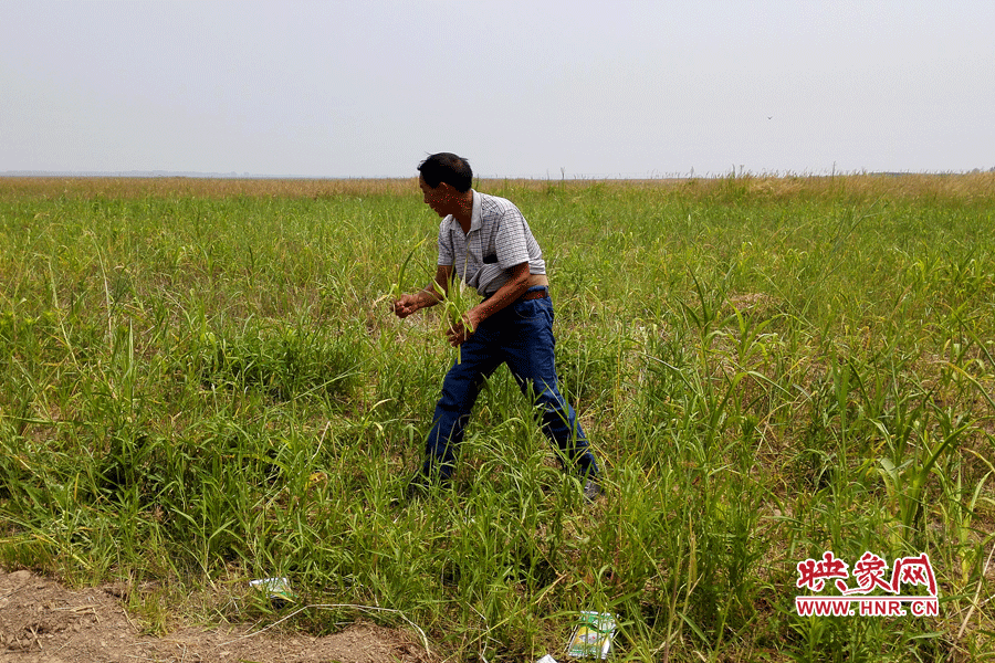 被農(nóng)藥摧毀的玉米。