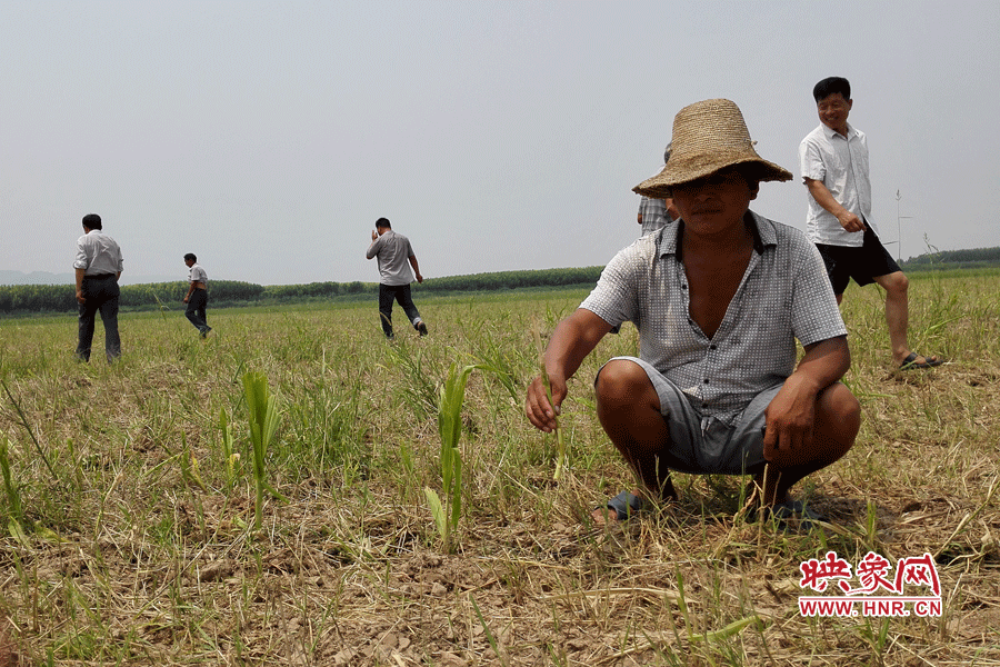 村民手捧殘留的玉米，欲哭無(wú)淚。