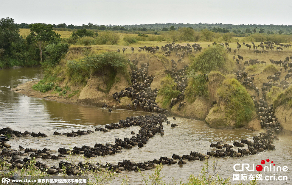 當(dāng)?shù)貢r(shí)間2015年9月4日，肯尼亞馬賽馬拉，角馬大遷徙。