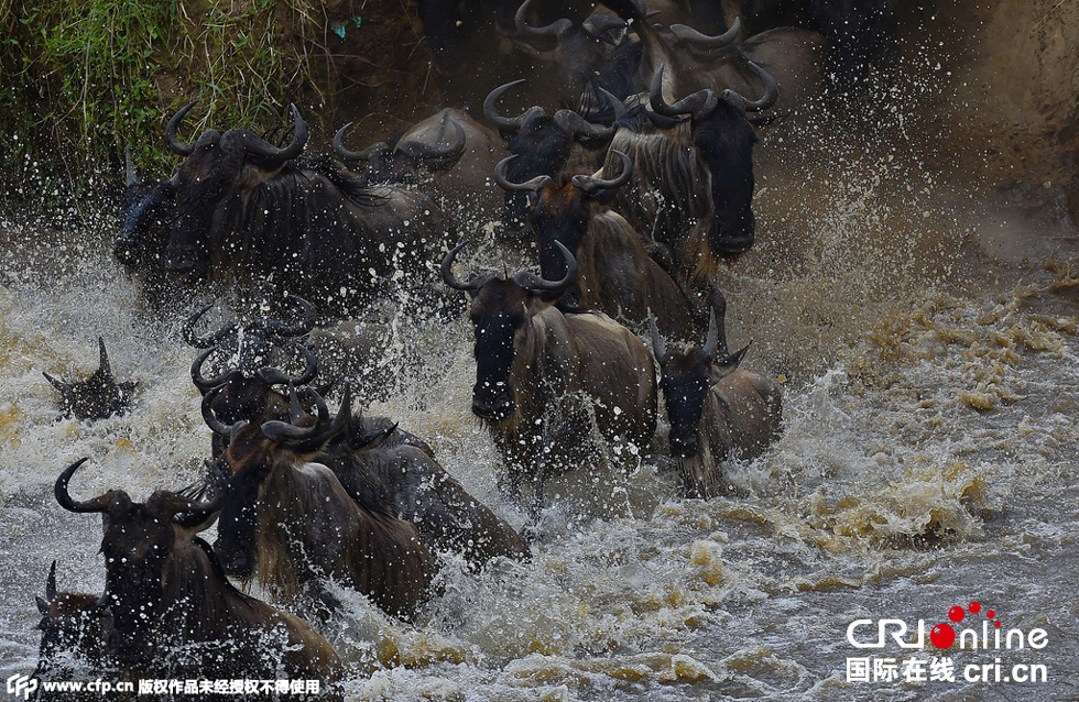 當(dāng)?shù)貢r(shí)間2015年9月4日，肯尼亞馬賽馬拉，角馬大遷徙。