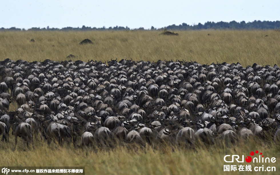 當(dāng)?shù)貢r(shí)間2015年9月4日，肯尼亞馬賽馬拉，角馬大遷徙。