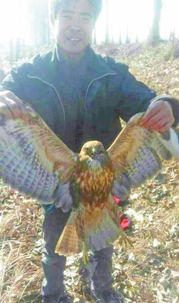 老鷹捉小雞被狗咬傷后獲救 受傷嚴(yán)重屬?lài)?guó)保