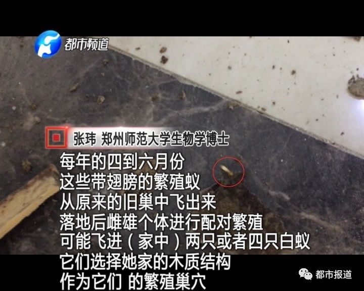 蟻?zhàn)宕筌娙肭?！十幾萬裝修的新家被“吃掉”
