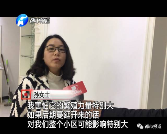 蟻?zhàn)宕筌娙肭?！十幾萬裝修的新家被“吃掉”