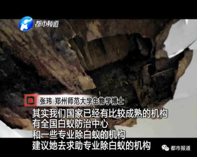 蟻?zhàn)宕筌娙肭?！十幾萬裝修的新家被“吃掉”