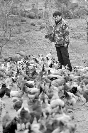林志坤辭職后在溧水一座山頭開了一片地，每天種菜、喂雞 現(xiàn)代快報(bào)記者 施向輝 攝
