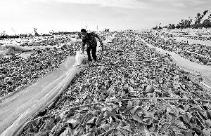 12日，工人在海南省樂東縣佛羅鎮(zhèn)清理被臺風刮爛的哈密瓜薄膜架子。 新華社發(fā)