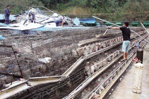 11月13日，位于三亞市吉陽鎮(zhèn)的三亞市菜籃子蛋雞基地，工人們正在搶修雞舍設(shè)施。