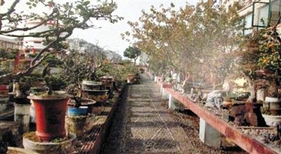 劉光嘉出示博物館內(nèi)部圖片中，擺放著各種盆景。