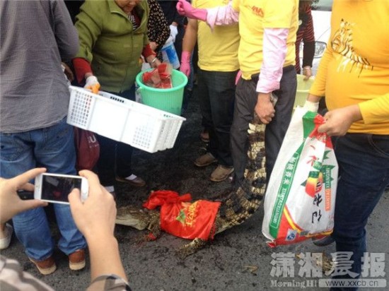 鱷魚(yú)被車主抓到。