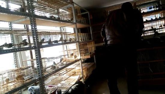 哈爾濱市雙城區(qū)集市上，一家沒(méi)有招牌的平房里擺滿了各種野鳥(niǎo)等待出售。