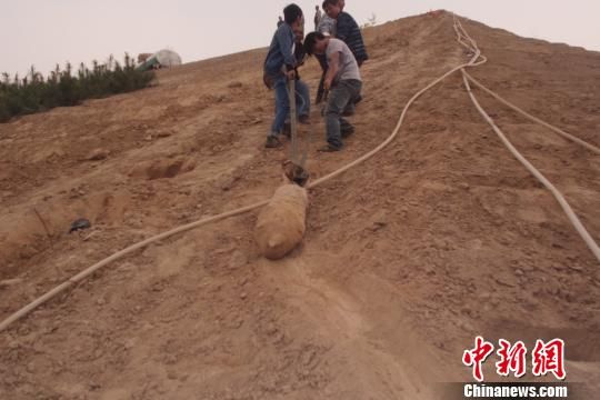 　4月27日上午，當?shù)卮迕裨诠系販洗逡痪G化處挖出一枚長1米，重200斤的炸彈，5月10日，這枚炸彈已