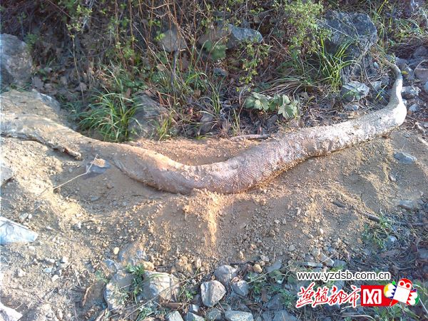 無(wú)首白色巨蟒 無(wú)首白色巨蟒