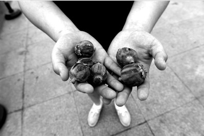 “大煙殼”輕易就可以買到。下圖：女?dāng)傊髂贸霾卦诩t色兜子里的“大煙殼”，向記者兜售。京華時報實習(xí)記者趙思衡攝