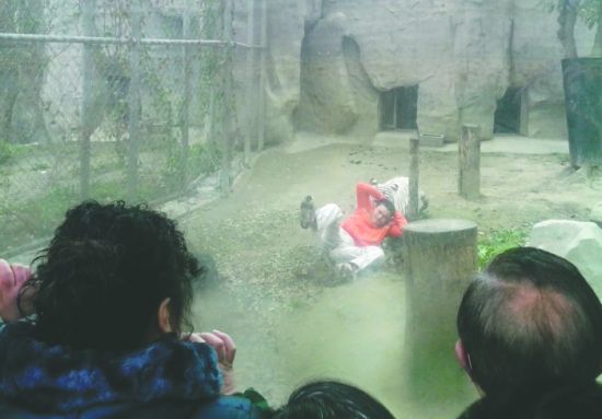 昨日，成都動(dòng)物園，男子進(jìn)入白虎活動(dòng)區(qū)后被白虎拖行。動(dòng)物園出動(dòng)50多人成功營(yíng)救下他