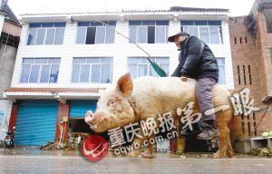 蔣大爺騎著他的種豬出門，回頭率很高。