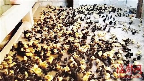 為了討薪，何某相將1130多只鴨苗趕到對(duì)方家里