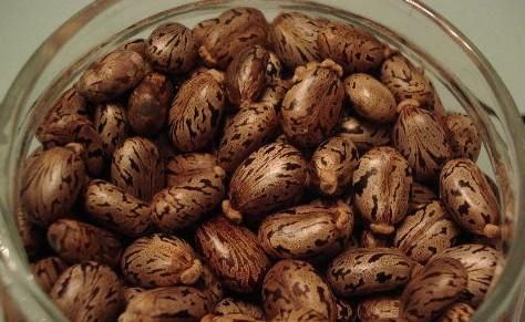 蓖麻子中含蓖麻毒蛋白及蓖麻堿，特別是前者，會(huì)引起中毒。網(wǎng)絡(luò)截圖