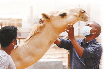5月12日，印度工人在沙特利雅得外的一家農(nóng)場與駱駝接觸時戴著口罩