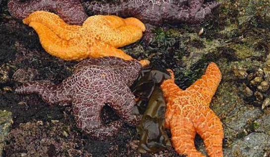 近2年來，估計(jì)有百萬只海星自殺（臺(tái)灣中時(shí)電子報(bào)）