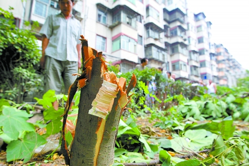 鄭州小區(qū)綠化帶多顆果樹(shù)被莫名砍伐