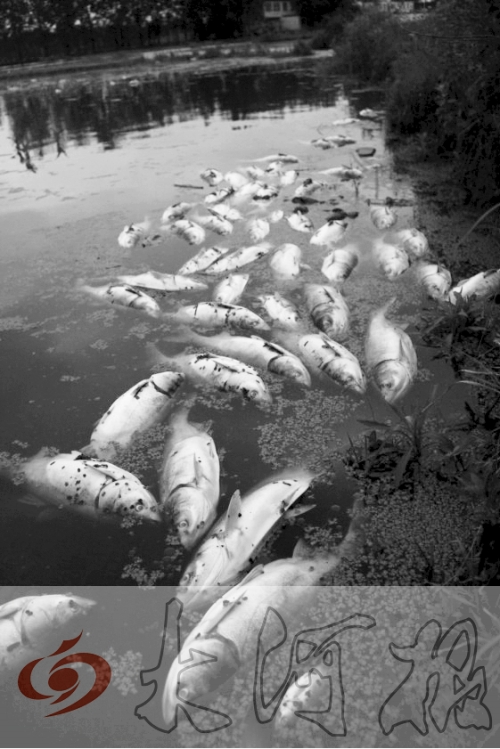 水面漂浮成片的死魚 水面漂浮成片的死魚