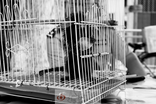 “別看俺個(gè)子小，中國(guó)很稀少！”