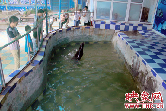 圖為游客在護(hù)欄網(wǎng)外面，觀看海獅的表演。