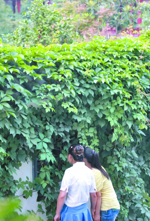 外面的游客正通過墻上的鏤空的窗，向夢(mèng)溪園內(nèi)觀望。